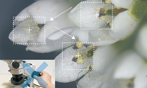 16-160倍放大觀察