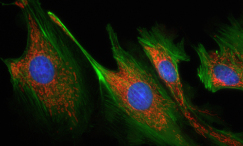 專業(yè)彩色熒光成像