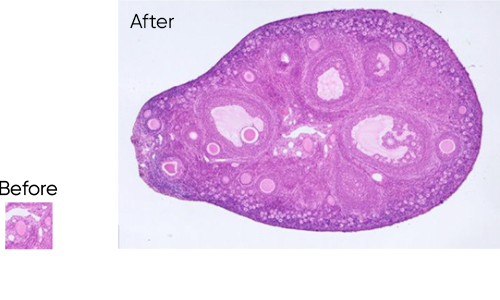實時圖像拼接功能