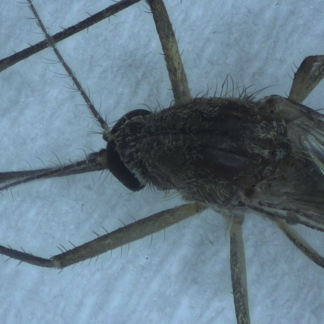 蚊子鞭毛 EDF - 體視 3X