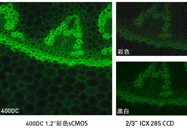 熒光成像系統如何配置科學相機，黑白還是彩色？